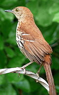 Georgia state bird