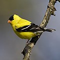 New Jersey state bird